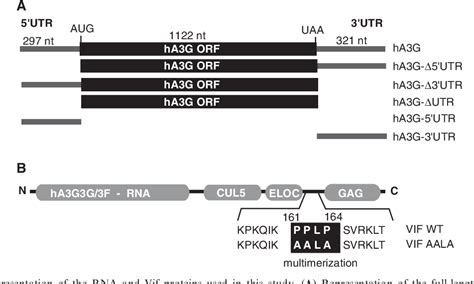 Table From Hiv Vif Binds To Apobec G Mrna And Inhibits Its