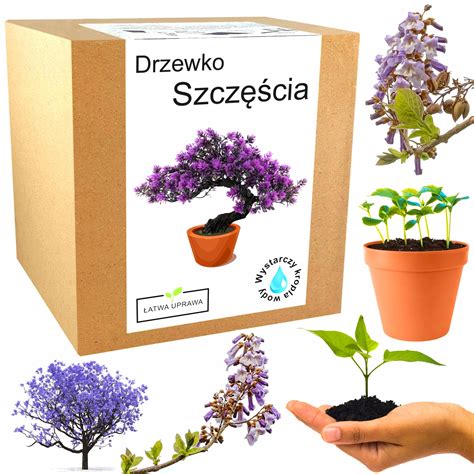 Zestaw Do Uprawy Bonsai Paulownia Cesarska Drzewko Drzewko Szcz Cia