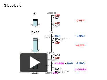 Ppt Glucose Powerpoint Presentation Free To View Id Fb Zdc Z