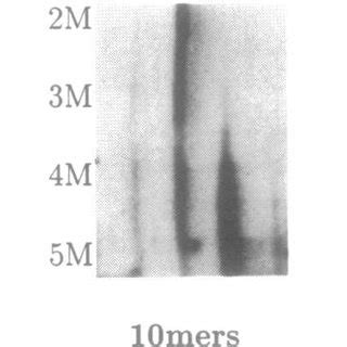 The results of hybridisations in chaotropic solvents of different ...