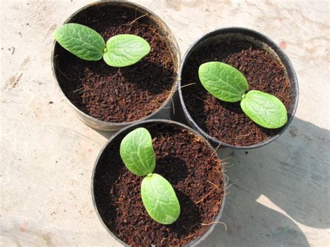 R Ussir Ses Semis Les Courges Et Les Courgettes Semailles