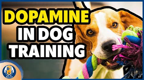 Dopamine In Dog Training Anticipation Rewards And The Transfer Of