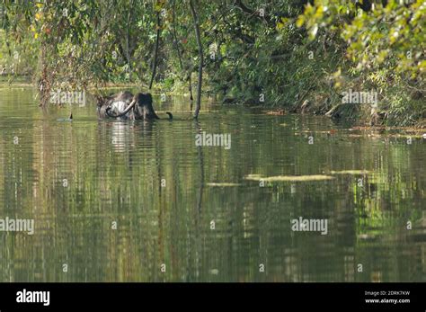 Water Buffalo Bubalus Bubalis In The Hiran River Sasan Gir Sanctuary