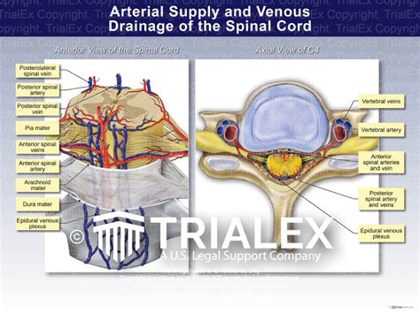 Arterial Supply And Venous Drainage Of The Spinal Cord Trialque