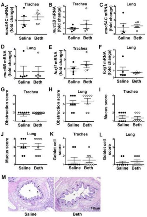 Mucin Expression And Mucus Obstruction In Neonatal Piglet Airways