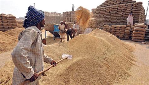 Centre Imposes Wheat Stock Limits To Ensure Food Security Stability In