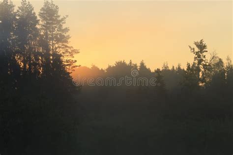 Sunrise Over the Misty Forest. Stock Photo - Image of black, dusk ...