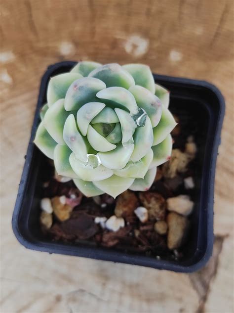 Echeveria Dinkeber Variegada Korean Un Erizo En Mi Jard N