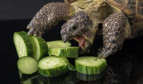 Russian Tortoise Diet [In 2022] See the 5 Best Foods