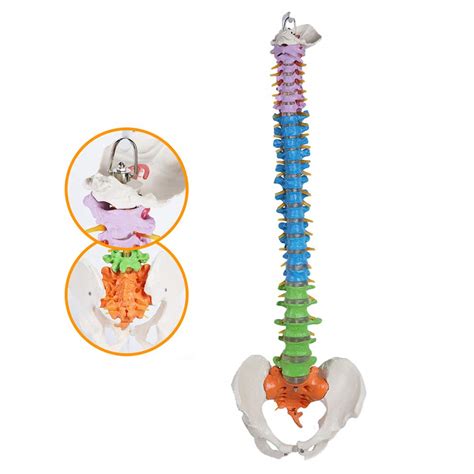 Buy Human Skeleton Model For Anatomy Spine Model Anatomy Vertebral