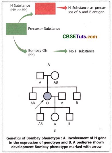 Introduction To Mendels Law Of Independent Assortment Cbse Tuts