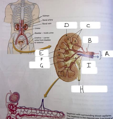 Chapter Excretory System Flashcards Quizlet