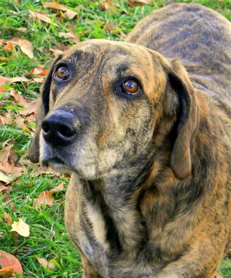 168 Best Plott Hound Images On Pinterest Plott Hound Doggies And Dogs