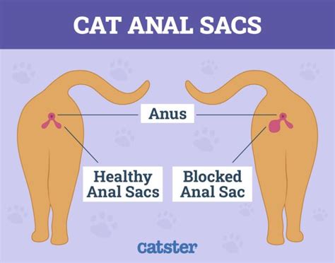 Vet Reviewed Facts About Cat Anal Glands Catster