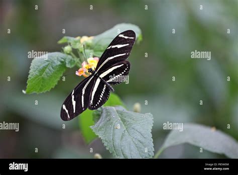 Zebra Longwing Butterfly Stock Photo Alamy