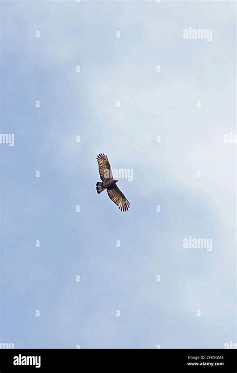 Blyth S Hawk Eagle Nisaetus Alboniger Adult In Flight Kerinci Seblat