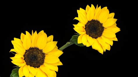 Discover 59+ black and white sunflower wallpaper super hot - in.cdgdbentre