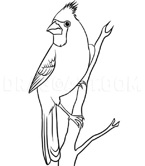 Cardinal Sitting In Tree Drawing Realsitic Willhite Hadowary