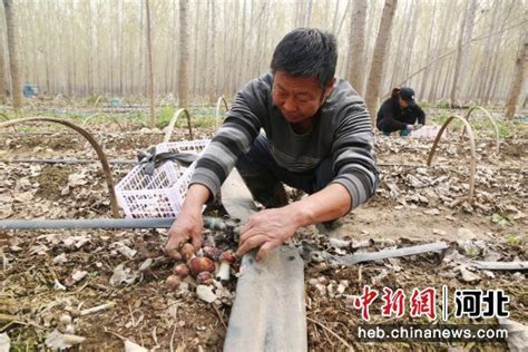 河北定兴：林下赤松茸撑开“致富伞”凤凰网河北 凤凰网