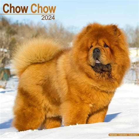 Chow Chow Calendar Dog Breed Calendars Pet Prints Inc