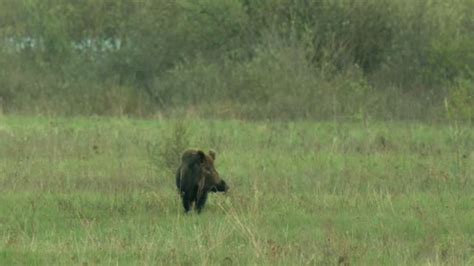 140 Wild Boar Horns Stock Videos And Royalty Free Footage Istock