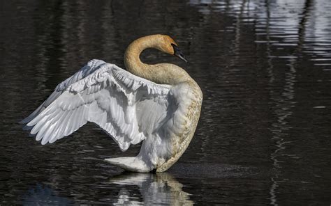 Trumpeter Swan | Audubon Field Guide