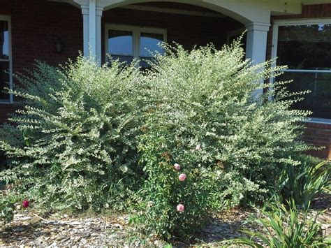 Photo Of The Bloom Of Variegated Chinese Privet Ligustrum Sinense