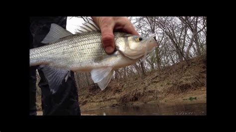 How To Fish The White Bass Spawning Run Texas Youtube