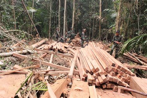 Polisi Hutan Kurang Illegal Logging Marak Di Tngl Okezone News