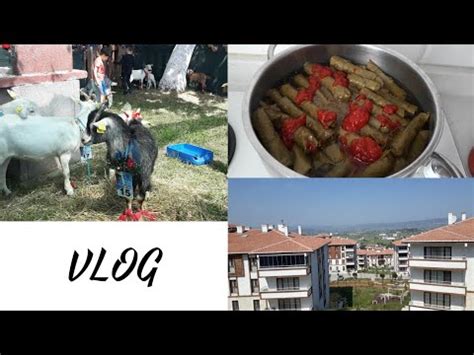 Balkon temizliği ve düzeni festivalden kısa videolar yaprak sarma