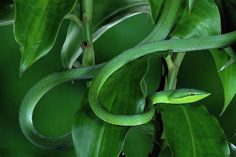 Green Vine Snake Oxybelis Fulgidus Photograph By Michael And Patricia Fogden