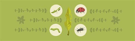 Common Garden Pests How To Manage Them Infographic