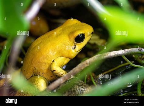 Golden Poison Frog Phyllobates Terribilis The Worlds Most Poisonous