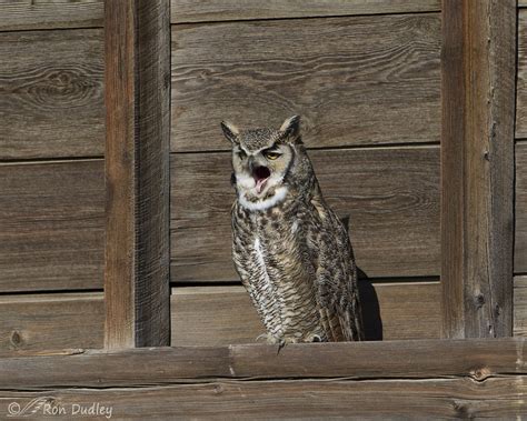 The Longest Great Horned Owl Ear Tufts I’ve Seen – Feathered Photography