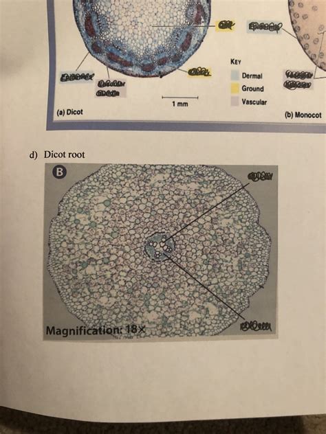 Unit Dicot Root Diagram Quizlet