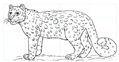 How To Draw A Amur Leopard Step By Step