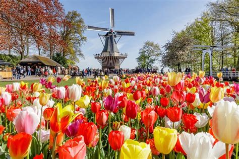 Amsterdam Flower Fields Tour | Best Flower Site