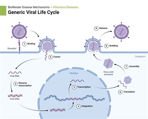 Generic Viral Life Cycle Biorender Science Templates