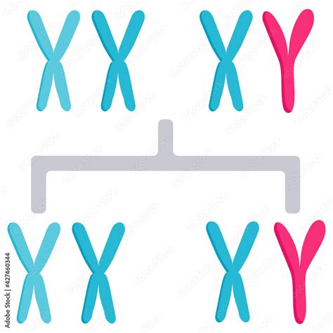 Xy Sex Determination System Vector Color Icon Design In Vitro Fertilization Symbol Pregnancy