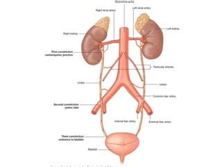 Constrictions Of Ureter Ppt