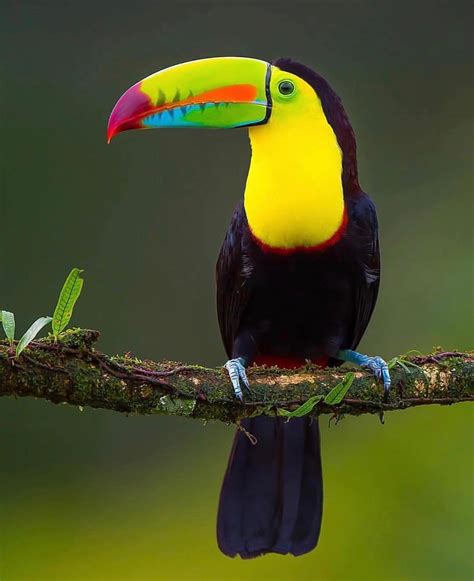 Color Of A Toucan