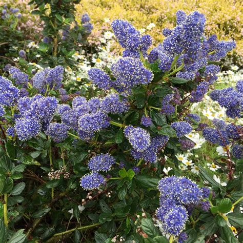 Ceanothus Thyrsiflorus Skylark Californian Lilac Skylark