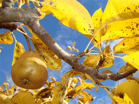 Free Images Branch Fruit Sunlight Leaf Flower Food Produce