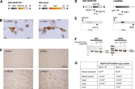 Delivery Of Vegf165 And Angiopoietin 1 Cdnas To Rat Skeletal Muscle