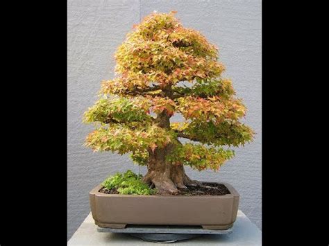 Bonsai Tree Turning Brown Youtube