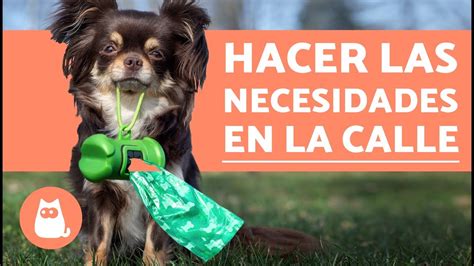 Cómo lograr que tu perro haga las necesidades en la calle