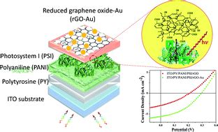 Graphene Oxide Decorated With Gold Enables Efficient Biophotovolatic