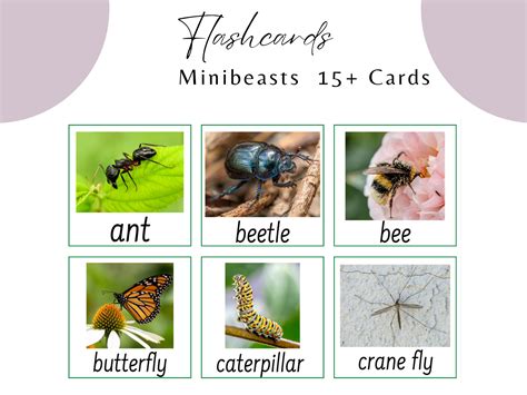 Minibeast Flash Cards Minibeast Identification Cards Minibeast Etsy