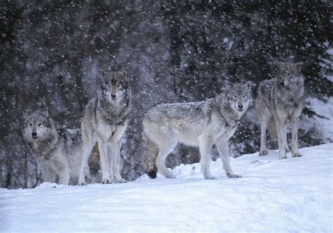 Gray wolves, Canada - Art Wolfe