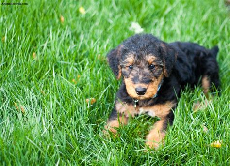 Airedale Terrier Puppies Rescue Pictures Information Temperament